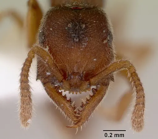 Stigmatomma silvestrii specimen CASENT0172225 image casent0172225_2