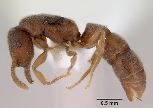 Stigmatomma silvestrii specimen CASENT0172225 image casent0172225_3