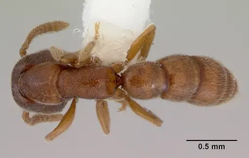 Stigmatomma silvestrii specimen CASENT0172226 image casent0172226_1