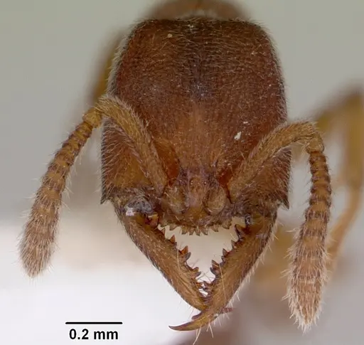 Stigmatomma silvestrii specimen CASENT0172226 image casent0172226_2