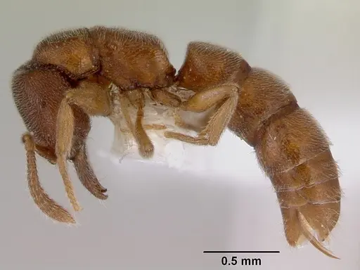 Stigmatomma silvestrii specimen CASENT0172226 image casent0172226_3