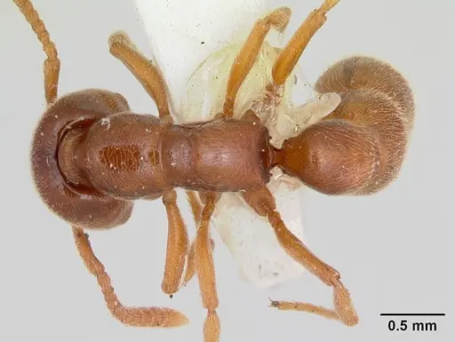 Stigmatomma trigonignathum specimen CASENT0172801 image casent0172801_1