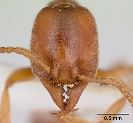 Stigmatomma trigonignathum specimen CASENT0172801 image casent0172801_2