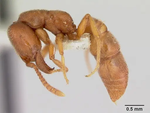 Stigmatomma trigonignathum specimen CASENT0172801 image casent0172801_3