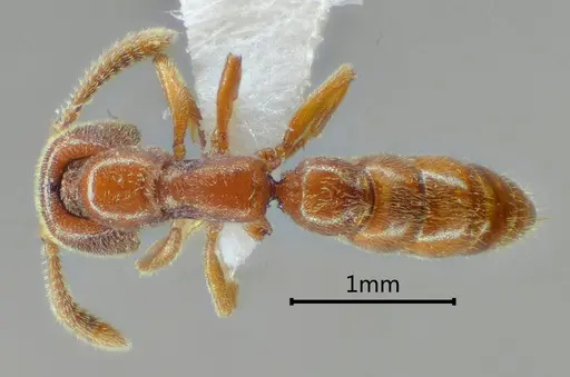 Stigmatomma trilobum specimen CASENT0104981 image casent0104981_1