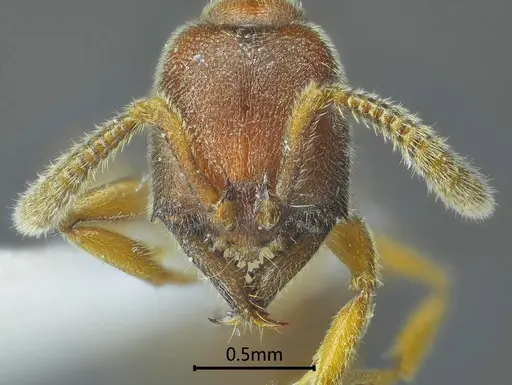 Stigmatomma trilobum specimen CASENT0104981 image casent0104981_2