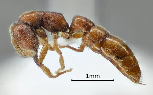 Stigmatomma trilobum specimen CASENT0104981 image casent0104981_3