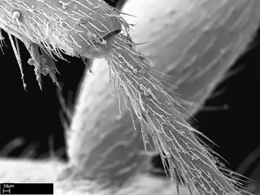Stigmatomma tsyhady specimen CASENT0044920 image casent0044920_1
