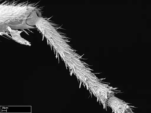 Stigmatomma tsyhady specimen CASENT0044920 image casent0044920_2