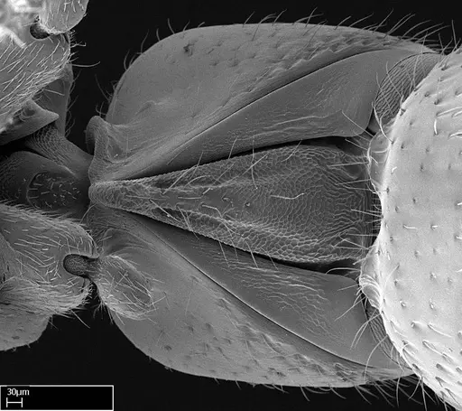 Stigmatomma tsyhady specimen CASENT0074309 image casent0074309_1