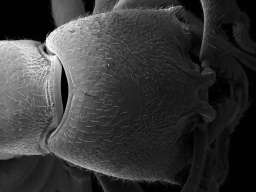 Stigmatomma tsyhady specimen CASENT0074309 image casent0074309_2