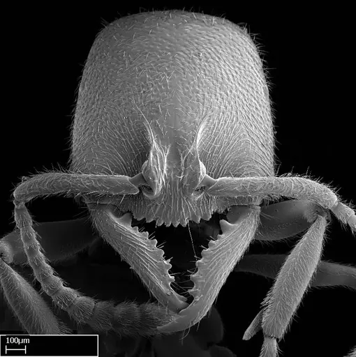 Stigmatomma tsyhady specimen CASENT0074309 image casent0074309_3