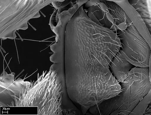 Stigmatomma tsyhady specimen CASENT0074309 image casent0074309_4