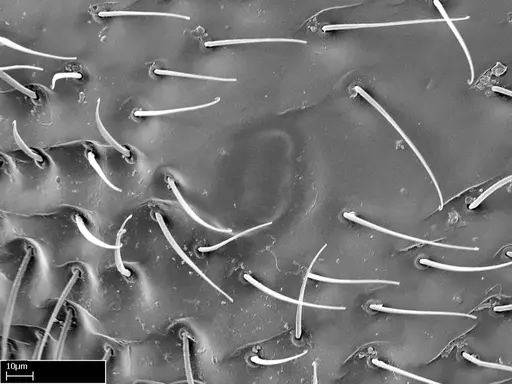Stigmatomma tsyhady specimen CASENT0074309 image casent0074309_5