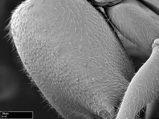 Stigmatomma tsyhady specimen CASENT0074309 image casent0074309_6