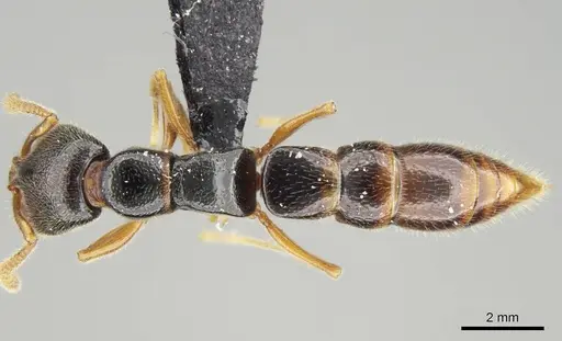 Stigmatomma tsyhady specimen CASENT0121332 image casent0121332_1