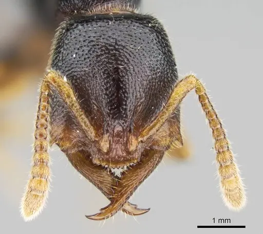 Stigmatomma tsyhady specimen CASENT0121332 image casent0121332_2