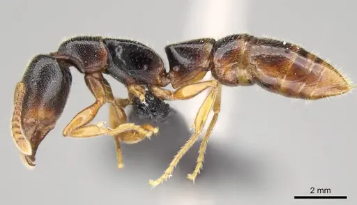 Stigmatomma tsyhady specimen CASENT0121332 image casent0121332_3