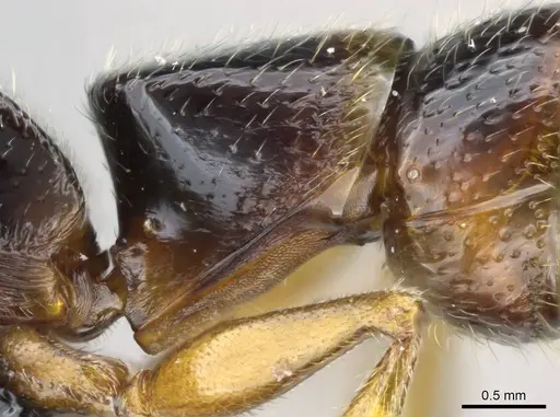 Stigmatomma tsyhady specimen CASENT0121332 image casent0121332_4