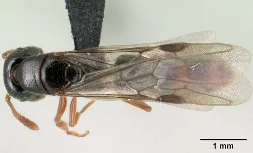 Stigmatomma tsyhady specimen CASENT0138790 image casent0138790_1