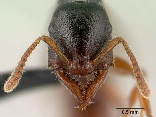 Stigmatomma tsyhady specimen CASENT0138790 image casent0138790_2