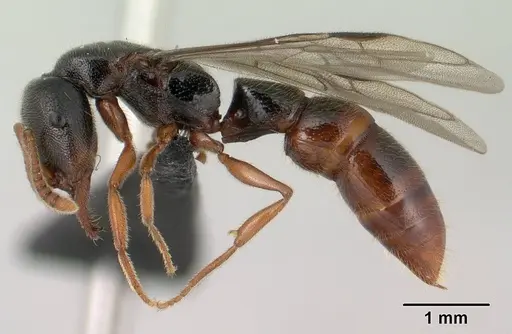 Stigmatomma tsyhady specimen CASENT0138790 image casent0138790_3