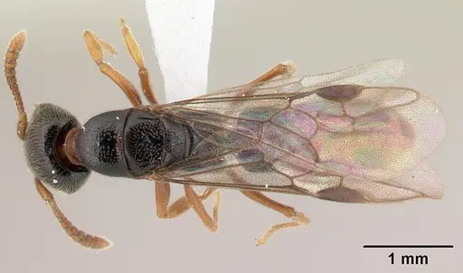 Stigmatomma tsyhady specimen CASENT0179498 image casent0179498_1