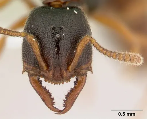 Stigmatomma tsyhady specimen CASENT0179498 image casent0179498_2