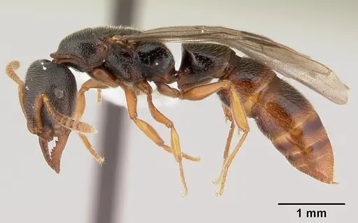 Stigmatomma tsyhady specimen CASENT0179498 image casent0179498_3