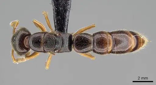 Stigmatomma tsyhady specimen CASENT0208068 image casent0208068_1