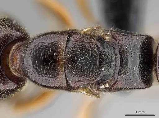 Stigmatomma tsyhady specimen CASENT0208068 image casent0208068_2