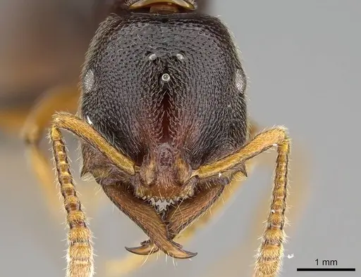 Stigmatomma tsyhady specimen CASENT0208068 image casent0208068_3
