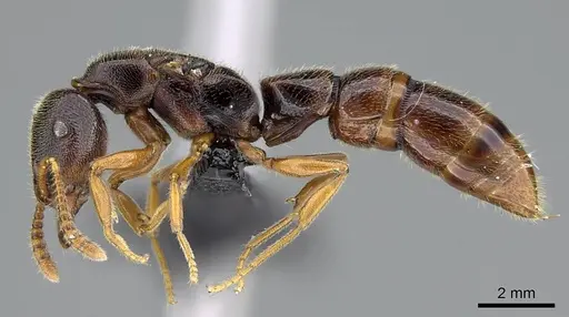 Stigmatomma tsyhady specimen CASENT0208068 image casent0208068_4