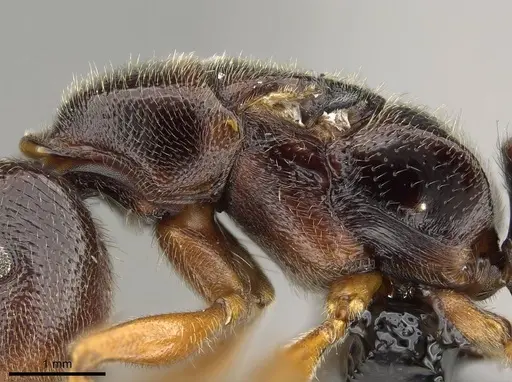 Stigmatomma tsyhady specimen CASENT0208068 image casent0208068_5