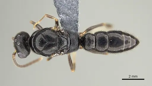 Stigmatomma tsyhady specimen CASENT0723249 image casent0723249_1