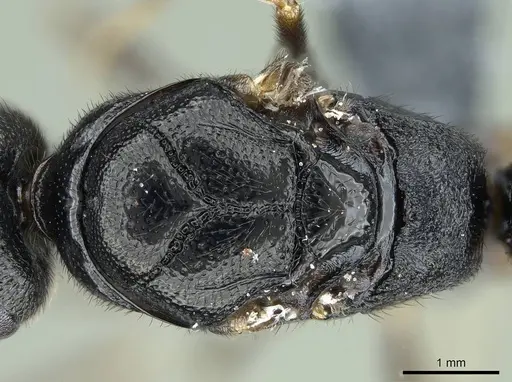 Stigmatomma tsyhady specimen CASENT0723249 image casent0723249_2