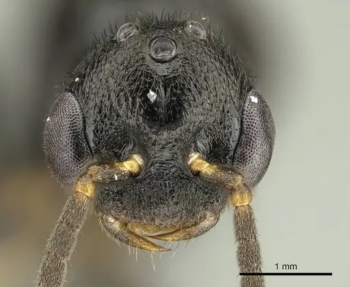 Stigmatomma tsyhady specimen CASENT0723249 image casent0723249_3