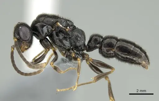 Stigmatomma tsyhady specimen CASENT0723249 image casent0723249_4
