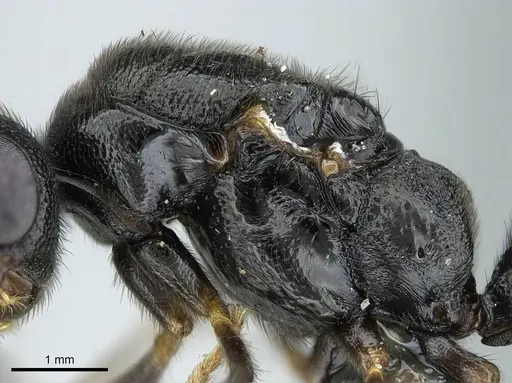 Stigmatomma tsyhady specimen CASENT0723249 image casent0723249_5
