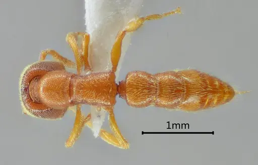 Stigmatomma zoma specimen ANTWEB1060492 image antweb1060492_1