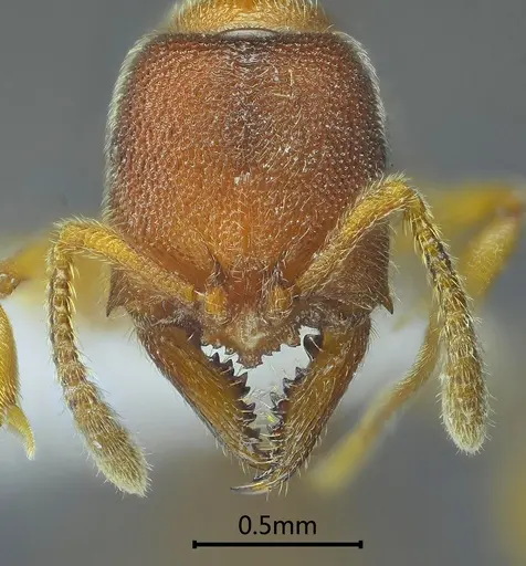 Stigmatomma zoma specimen ANTWEB1060492 image antweb1060492_2