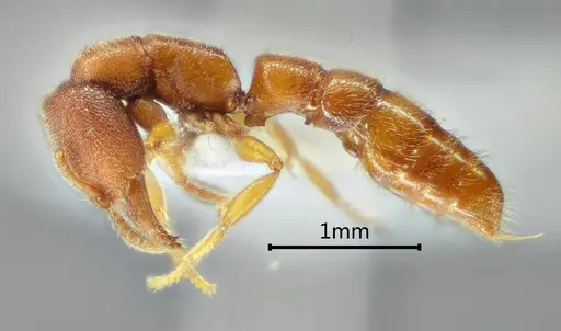 Stigmatomma zoma specimen ANTWEB1060492 image antweb1060492_3