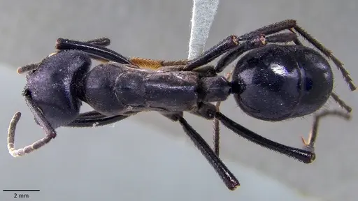 Streblognathus aethiopicus specimen ANTWEB1041875 image antweb1041875_1