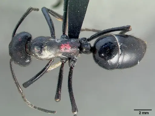 Streblognathus aethiopicus specimen CASENT0005444 image casent0005444_1