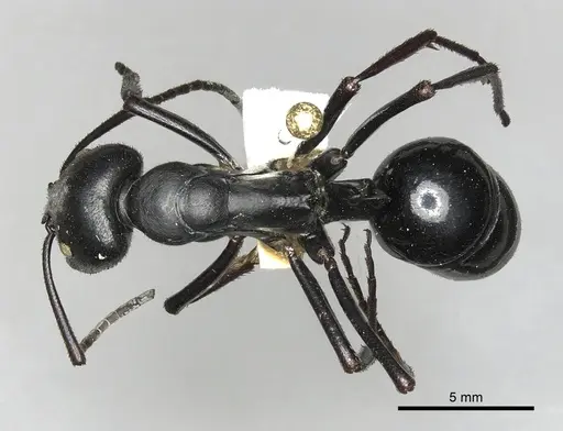 Streblognathus aethiopicus specimen CASENT0249249 image casent0249249_1
