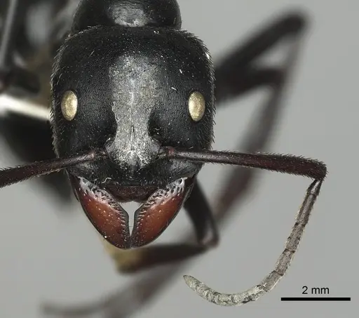 Streblognathus aethiopicus specimen CASENT0249249 image casent0249249_2
