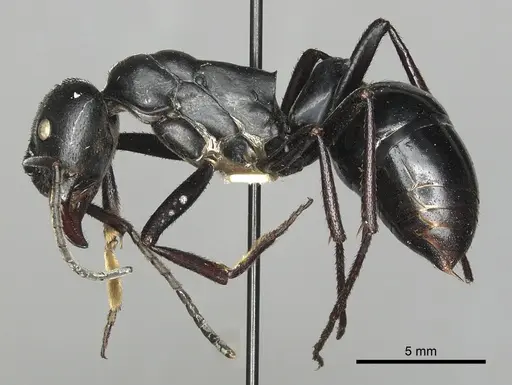 Streblognathus aethiopicus specimen CASENT0249249 image casent0249249_3
