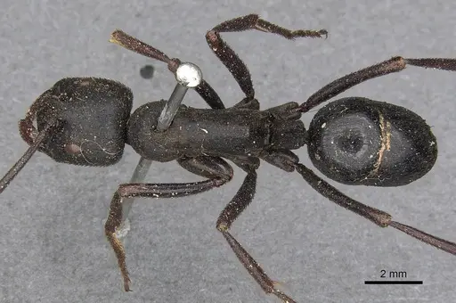 Streblognathus aethiopicus specimen CASENT0900675 image casent0900675_1