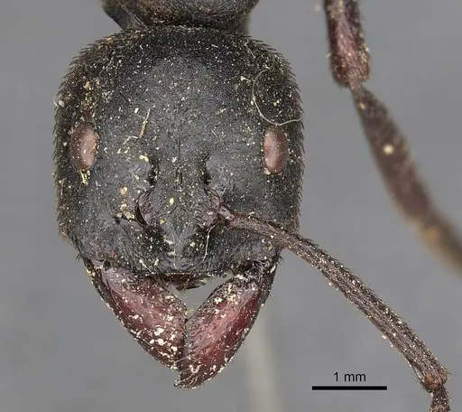 Streblognathus aethiopicus specimen CASENT0900675 image casent0900675_2