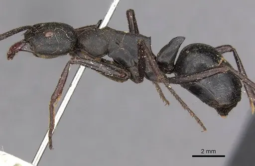 Streblognathus aethiopicus specimen CASENT0900675 image casent0900675_3
